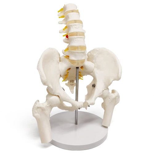 Male Pelvis with Femur Heads and Lumbar Vertebrae