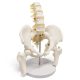 Male Pelvis with Femur Heads and Lumbar Vertebrae
