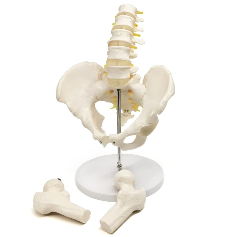 Male Pelvis with Femur Heads and Lumbar Vertebrae