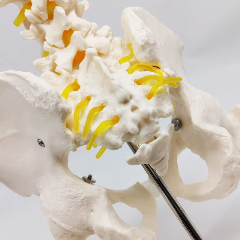Male Pelvis with Femur Heads and Lumbar Vertebrae