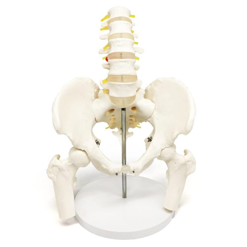 Male Pelvis with Femur Heads and Lumbar Vertebrae