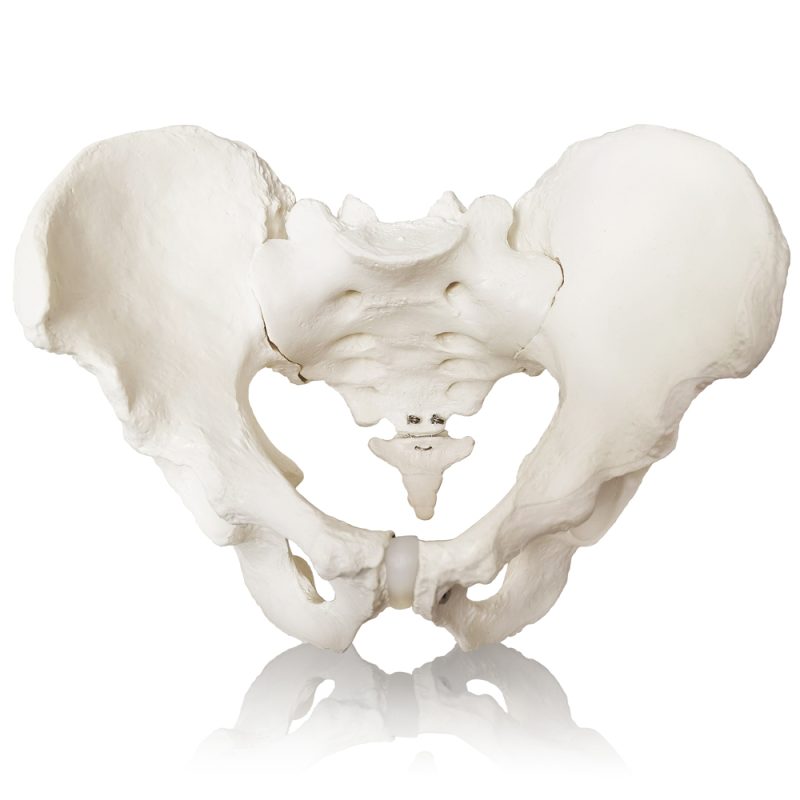 Anatomical Female Skeletal Pelvis Model