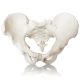 Anatomical Female Skeletal Pelvis Model