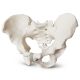 Anatomical Female Skeletal Pelvis Model