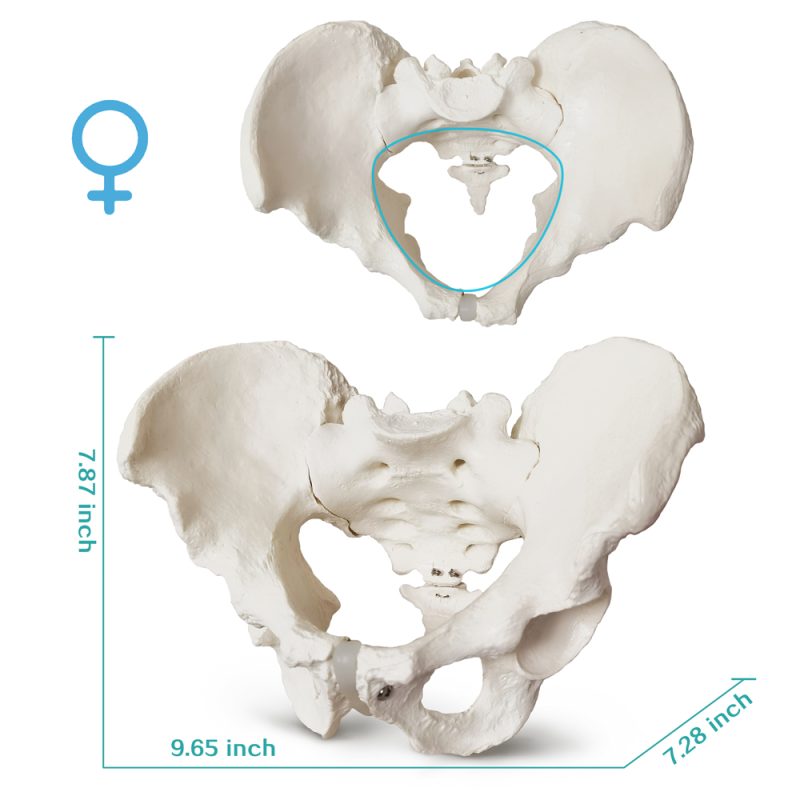 Anatomical Female Skeletal Pelvis Model
