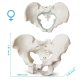 Anatomical Female Skeletal Pelvis Model