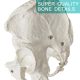 Anatomical Female Skeletal Pelvis Model