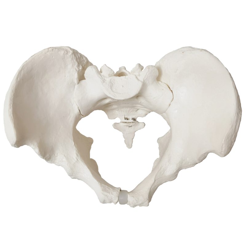 Anatomical Female Skeletal Pelvis Model