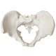 Anatomical Female Skeletal Pelvis Model
