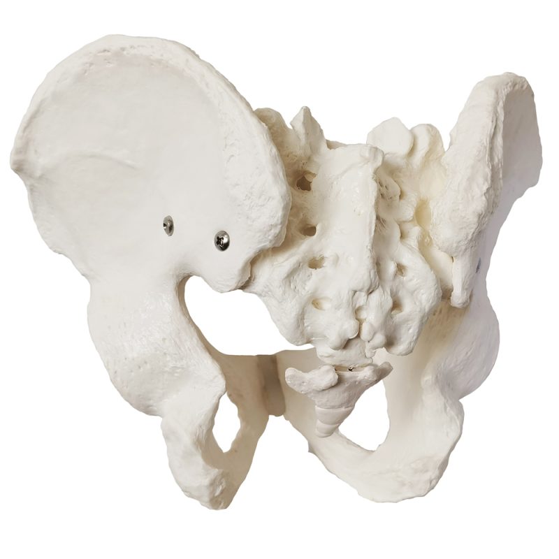 Anatomical Female Skeletal Pelvis Model