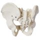 Anatomical Female Skeletal Pelvis Model