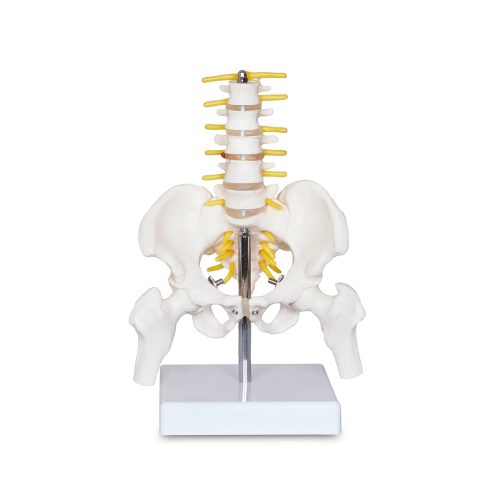 Mini Male Pelvis Model with 5 Lumbar Vertebrae and Removable Femur