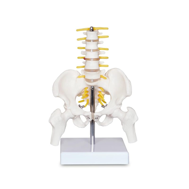 Mini Male Pelvis Model with 5 Lumbar Vertebrae and Removable Femur