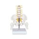 Mini Male Pelvis Model with 5 Lumbar Vertebrae and Removable Femur