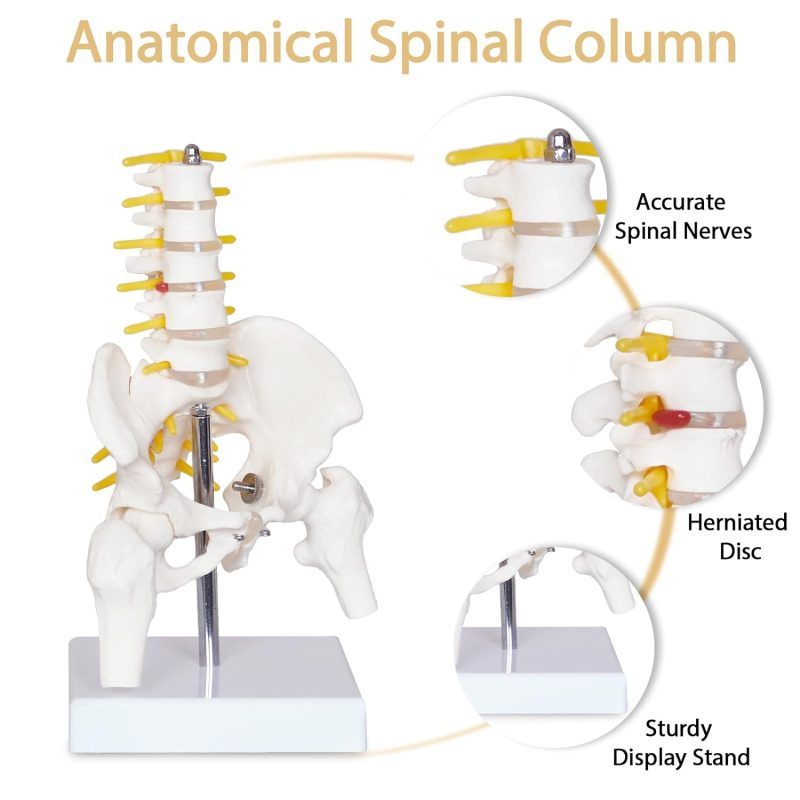 Mini Male Pelvis Model with 5 Lumbar Vertebrae and Removable Femur