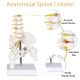 Mini Male Pelvis Model with 5 Lumbar Vertebrae and Removable Femur