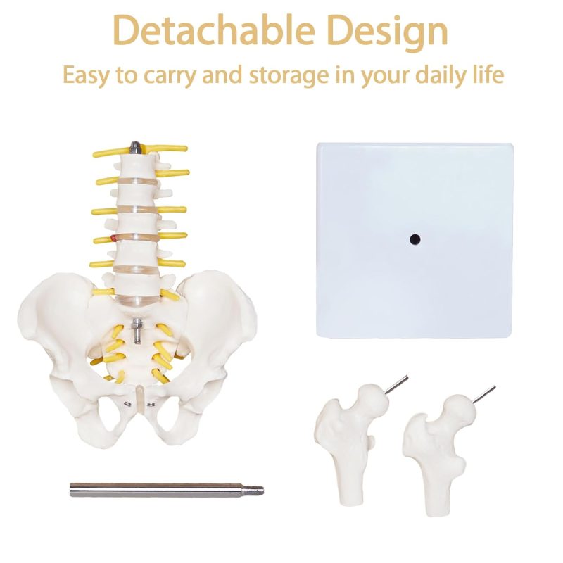 Mini Male Pelvis Model with 5 Lumbar Vertebrae and Removable Femur