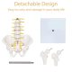 Mini Male Pelvis Model with 5 Lumbar Vertebrae and Removable Femur