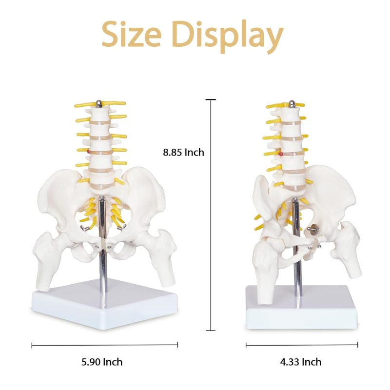 Mini Male Pelvis Model with 5 Lumbar Vertebrae and Removable Femur