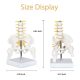 Mini Male Pelvis Model with 5 Lumbar Vertebrae and Removable Femur