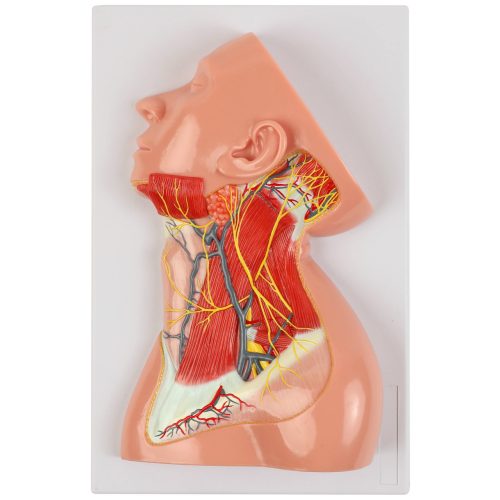 Superficial View of the Human Neck Anatomy Model