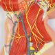 Superficial View of the Human Neck Anatomy Model