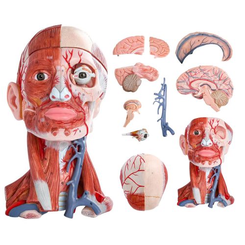 Numbered Human Head and Neck W/Brain Model, 10 Part