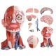 Numbered Human Head and Neck W/Brain Model, 10 Part