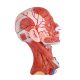 Numbered Human Head and Neck W/Brain Model, 10 Part