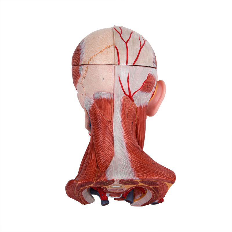 Numbered Human Head and Neck W/Brain Model, 10 Part