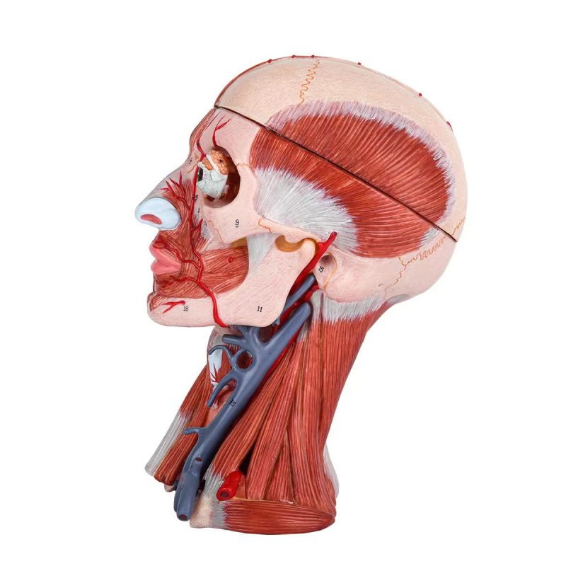 Numbered Human Head and Neck W/Brain Model, 10 Part