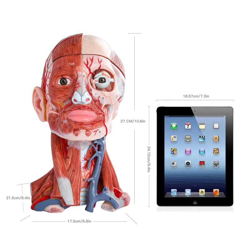 Numbered Human Head and Neck W/Brain Model, 10 Part