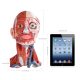 Numbered Human Head and Neck W/Brain Model, 10 Part