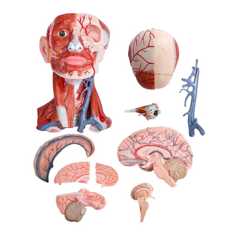 Numbered Human Head and Neck W/Brain Model, 10 Part
