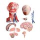 Numbered Human Head and Neck W/Brain Model, 10 Part