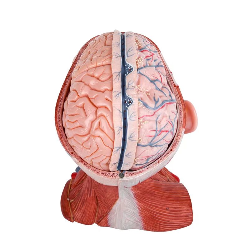 Numbered Human Head and Neck W/Brain Model, 10 Part