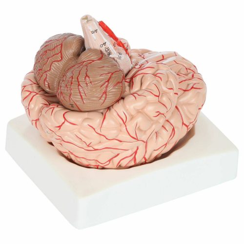 Deluxe Human Brain with Arteries 8-Part, Life Size