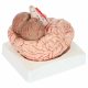 Deluxe Human Brain with Arteries 8-Part, Life Size