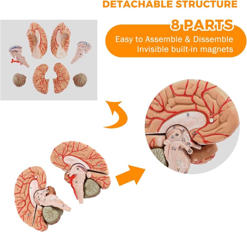 Deluxe Human Brain with Arteries 8-Part, Life Size