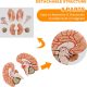Deluxe Human Brain with Arteries 8-Part, Life Size