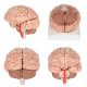 Deluxe Human Brain with Arteries 8-Part, Life Size