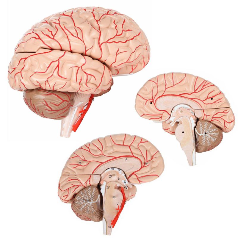 Deluxe Human Brain with Arteries 8-Part, Life Size