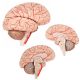 Deluxe Human Brain with Arteries 8-Part, Life Size
