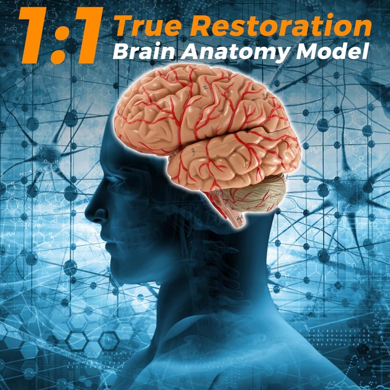Deluxe Human Brain with Arteries 8-Part, Life Size