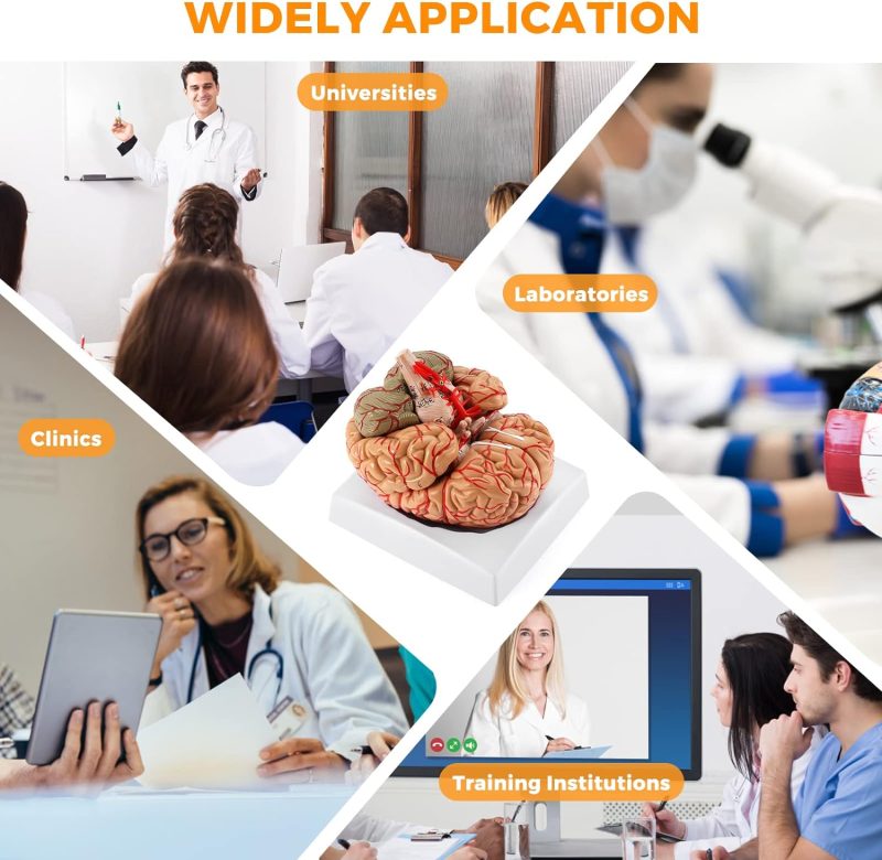https://kicoscientific.com/wp-content/uploads/2024/04/Deluxe-Human-Brain-with-Arteries-8-Part-Life-Size-05.jpg