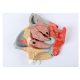 Enlarged Nasal Cavity Anatomy Model 3-Part