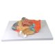 Enlarged Nasal Cavity Anatomy Model 3-Part