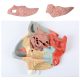 Enlarged Nasal Cavity Anatomy Model 3-Part