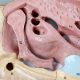 Enlarged Nasal Cavity Anatomy Model 3-Part