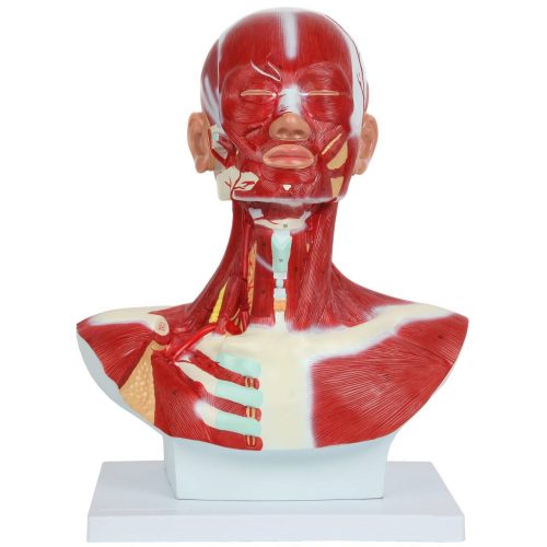 Human Head and Neck Anatomy Model with Superficial Muscles and Vasculature